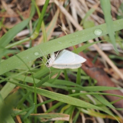 Poecilasthena thalassias (Sea-blue Delicate) at Kosciuszko National Park, NSW - 13 Dec 2022 by RAllen