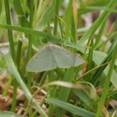 Poecilasthena thalassias at Kosciuszko National Park, NSW - 13 Dec 2022