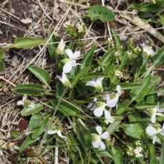 Viola betonicifolia (Mountain Violet) at Kosciuszko National Park, NSW - 13 Dec 2022 by RAllen