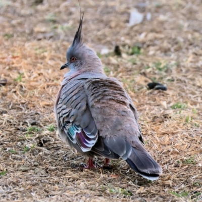 Ocyphaps lophotes (Crested Pigeon) at Wodonga, VIC - 17 Dec 2022 by KylieWaldon