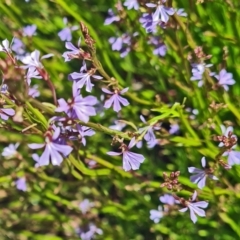 Lobelia sp. (A Lobelia) at Molonglo Valley, ACT - 15 Dec 2022 by galah681