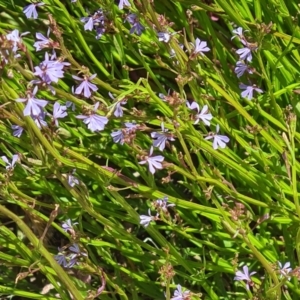 Lobelia sp. at Molonglo Valley, ACT - 15 Dec 2022 12:00 PM