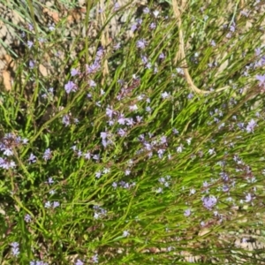 Lobelia sp. at Molonglo Valley, ACT - 15 Dec 2022 12:00 PM