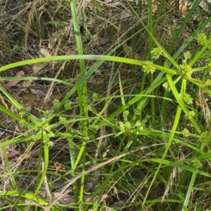 Cyperus eragrostis at Molonglo Valley, ACT - 15 Dec 2022 12:04 PM