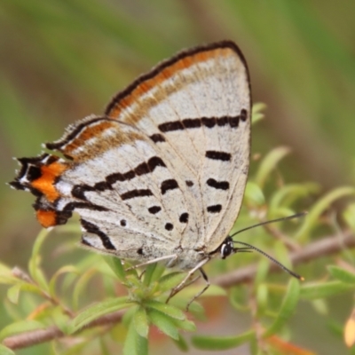 Jalmenus evagoras (Imperial Hairstreak) at Moruya, NSW - 17 Dec 2022 by LisaH