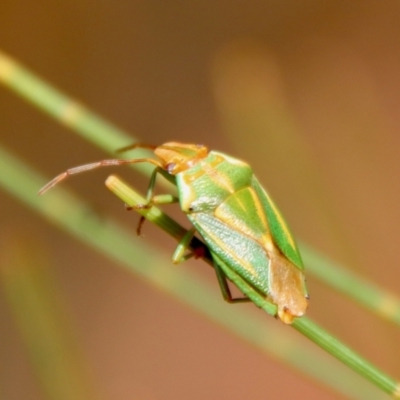 Unidentified Shield, Stink or Jewel Bug (Pentatomoidea) by LisaH