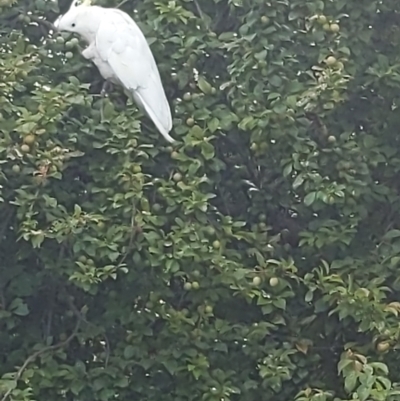 Cacatua galerita (Sulphur-crested Cockatoo) at Queanbeyan, NSW - 18 Dec 2022 by LiddyBee