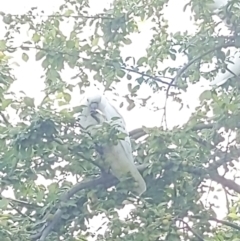 Cacatua galerita (Sulphur-crested Cockatoo) at Queanbeyan, NSW - 18 Dec 2022 by LiddyBee