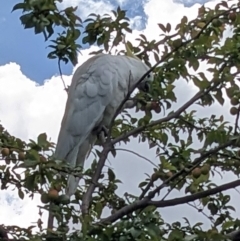 Cacatua galerita (Sulphur-crested Cockatoo) at Queanbeyan, NSW - 18 Dec 2022 by LiddyBee