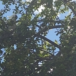 Cacatua galerita at Queanbeyan, NSW - 18 Dec 2022