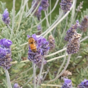 Apis mellifera at Queanbeyan, NSW - 18 Dec 2022