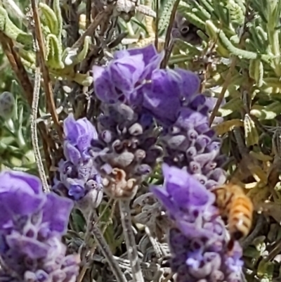 Apis mellifera (European honey bee) at Queanbeyan, NSW - 18 Dec 2022 by LiddyBee