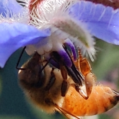 Apis mellifera (European honey bee) at Queanbeyan, NSW - 18 Dec 2022 by LiddyBee