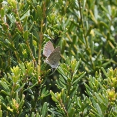 Zizina otis (Common Grass-Blue) at Thredbo, NSW - 13 Dec 2022 by RAllen