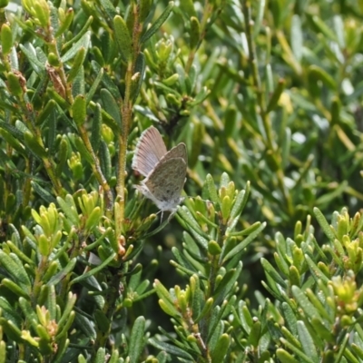 Zizina otis (Common Grass-Blue) at Thredbo, NSW - 13 Dec 2022 by RAllen