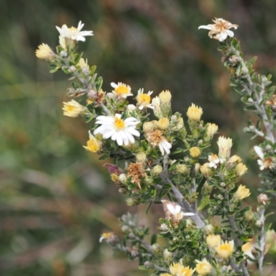 Olearia phlogopappa subsp. serrata at Kosciuszko National Park, NSW - 13 Dec 2022 by RAllen