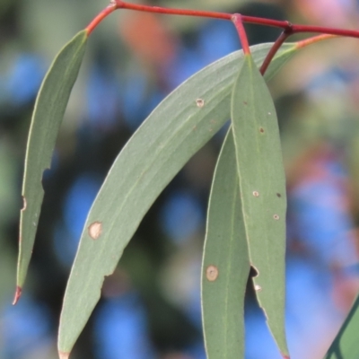 Eucalyptus pauciflora subsp. pauciflora (White Sally, Snow Gum) at Greenway, ACT - 17 Dec 2022 by SandraH