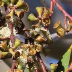 Eucalyptus pauciflora subsp. pauciflora at Greenway, ACT - 17 Dec 2022