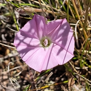 Convolvulus angustissimus subsp. angustissimus at Jerrabomberra, ACT - 18 Dec 2022