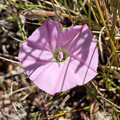 Convolvulus angustissimus subsp. angustissimus (Australian Bindweed) at Jerrabomberra Grassland - 18 Dec 2022 by trevorpreston