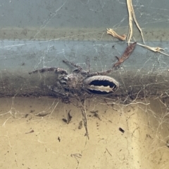 Sandalodes superbus at Jerrabomberra, NSW - suppressed