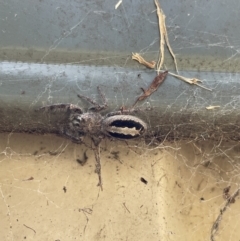 Sandalodes superbus at Jerrabomberra, NSW - suppressed