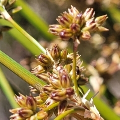 Juncus vaginatus (Clustered Rush) at Jerrabomberra Grassland - 18 Dec 2022 by trevorpreston