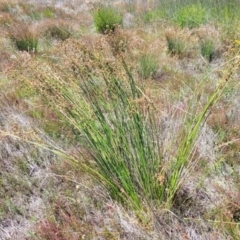 Juncus vaginatus at Jerrabomberra, ACT - 18 Dec 2022