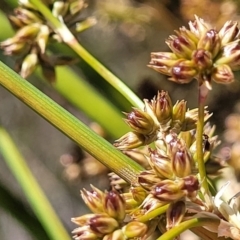 Juncus vaginatus at Jerrabomberra, ACT - 18 Dec 2022