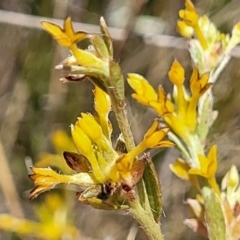 Pimelea curviflora var. sericea (Curved Riceflower) at Jerrabomberra Grassland - 18 Dec 2022 by trevorpreston