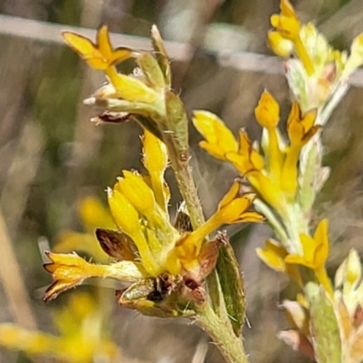 Pimelea curviflora var. sericea (Curved Riceflower) at Jerrabomberra Grassland - 18 Dec 2022 by trevorpreston