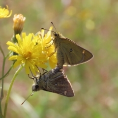 Trapezites luteus (Yellow Ochre, Rare White-spot Skipper) at Tuggeranong Hill - 18 Dec 2022 by owenh