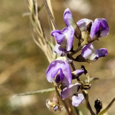 Glycine clandestina (Twining Glycine) at Jerrabomberra Grassland - 18 Dec 2022 by trevorpreston