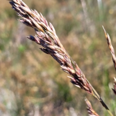 Festuca arundinacea (Tall Fescue) at Jerrabomberra, ACT - 18 Dec 2022 by trevorpreston