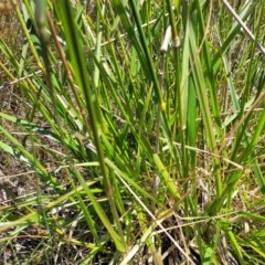 Festuca arundinacea at Jerrabomberra, ACT - 18 Dec 2022