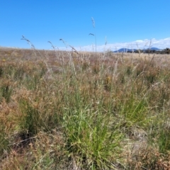 Festuca arundinacea at Jerrabomberra, ACT - 18 Dec 2022