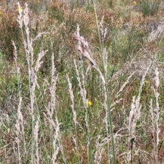 Festuca arundinacea at Jerrabomberra, ACT - 18 Dec 2022