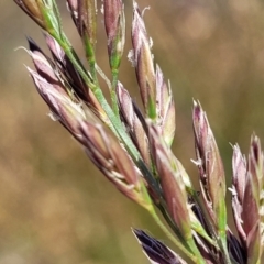 Festuca arundinacea at Jerrabomberra, ACT - 18 Dec 2022