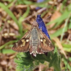 Trapezites phigalioides (Montane Ochre) at Tuggeranong Hill - 18 Dec 2022 by owenh