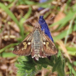 Trapezites phigalioides at Conder, ACT - 18 Dec 2022