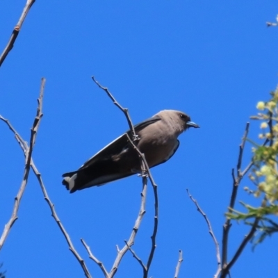 Artamus cyanopterus (Dusky Woodswallow) at Tuggeranong Hill - 18 Dec 2022 by owenh