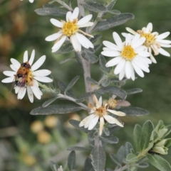 Olearia phlogopappa subsp. continentalis (Alpine Daisy Bush) at Kosciuszko National Park, NSW - 13 Dec 2022 by RAllen