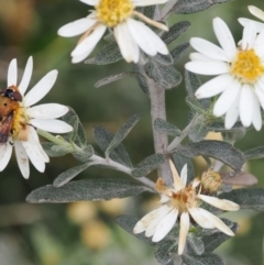 Olearia phlogopappa subsp. continentalis at Kosciuszko National Park, NSW - 13 Dec 2022 12:01 PM