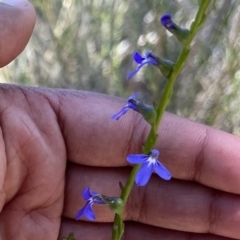 Lobelia browniana at Molonglo Valley, ACT - 11 Dec 2022 by chromo