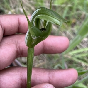 Pterostylis monticola at Mount Clear, ACT - suppressed