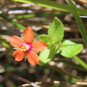 Lysimachia arvensis at Kambah, ACT - 18 Dec 2022