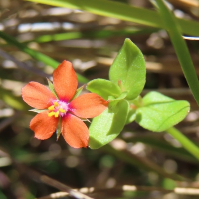 Lysimachia arvensis (Scarlet Pimpernel) at Mount Taylor - 18 Dec 2022 by MatthewFrawley