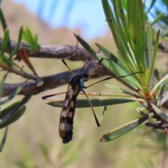 Gynoplistia sp. (genus) (Crane fly) at Mount Taylor - 18 Dec 2022 by MatthewFrawley