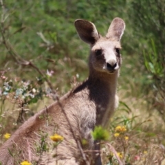 Macropus giganteus (Eastern Grey Kangaroo) at Mount Taylor - 18 Dec 2022 by MatthewFrawley