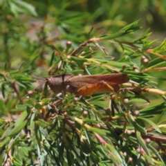 Goniaea australasiae (Gumleaf grasshopper) at Mount Taylor - 18 Dec 2022 by MatthewFrawley